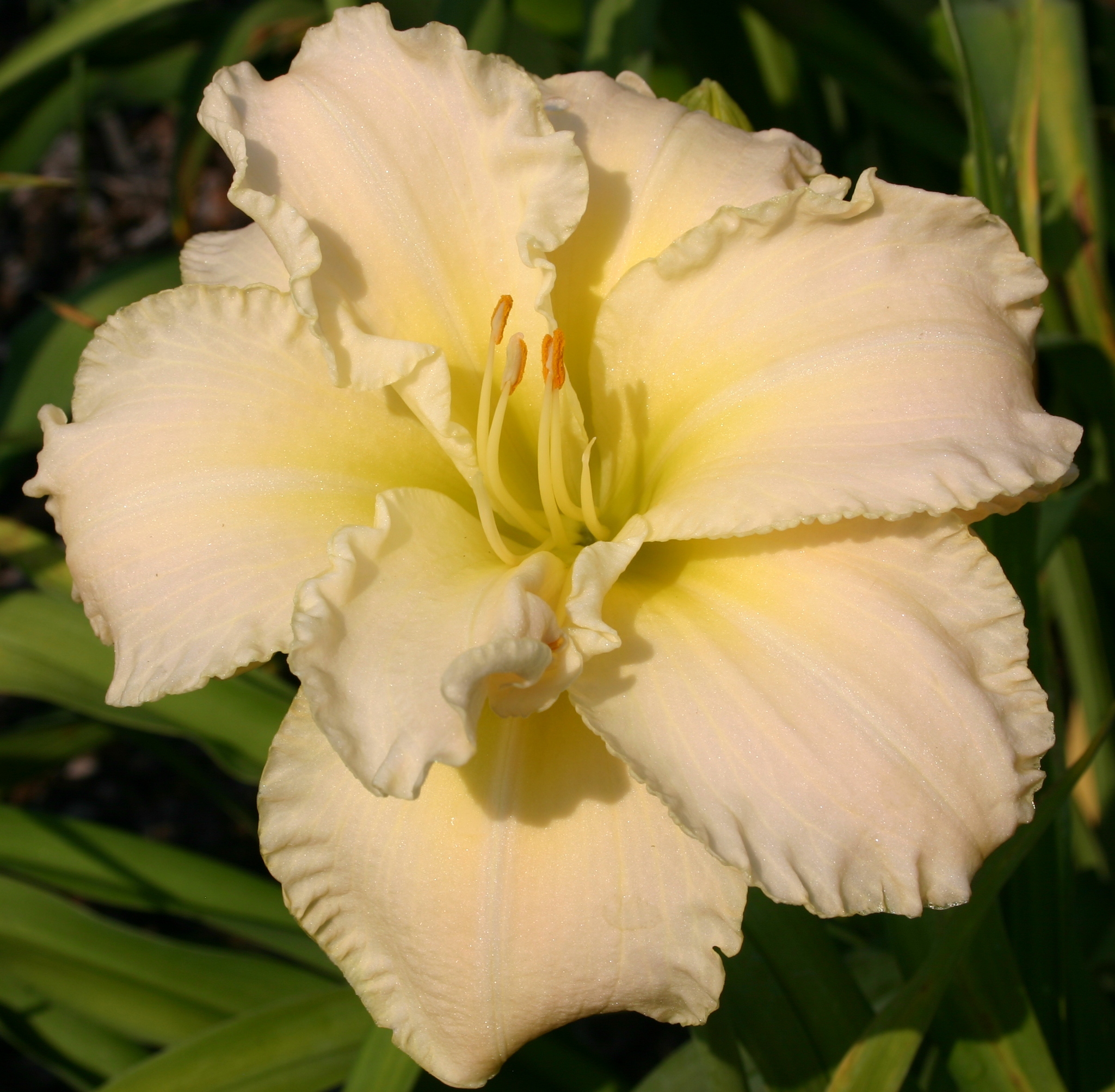 Hemerocallis 'Peggy Jeffcoat'